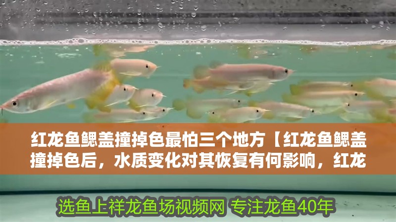 紅龍魚鰓蓋撞掉色最怕三個地方【紅龍魚鰓蓋撞掉色后，水質變化對其恢復有何影響，紅龍魚食欲不振】