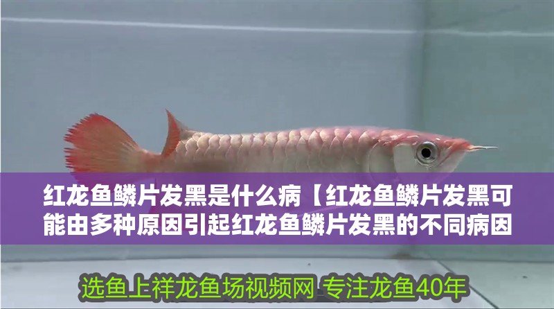紅龍魚鱗片發(fā)黑是什么病【紅龍魚鱗片發(fā)黑可能由多種原因引起紅龍魚鱗片發(fā)黑的不同病因】