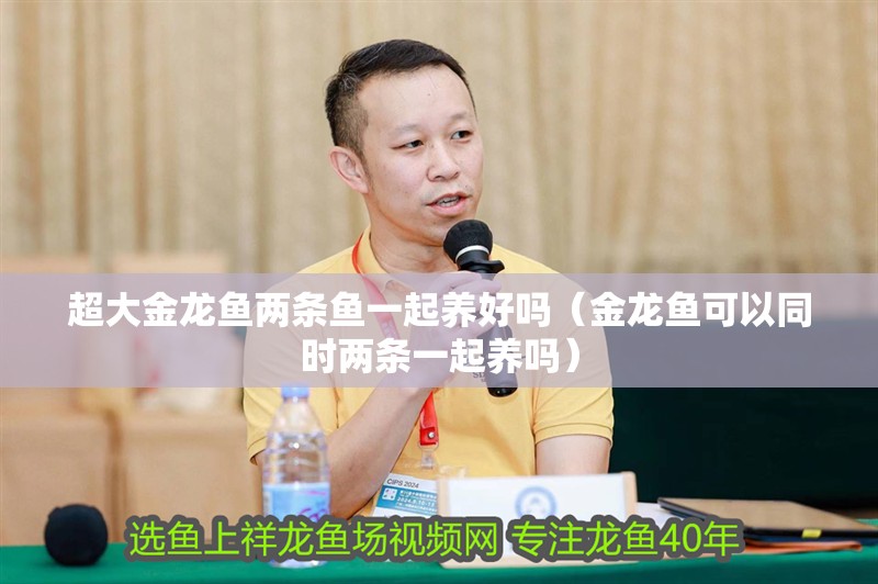 超大金龍魚兩條魚一起養(yǎng)好嗎（金龍魚可以同時(shí)兩條一起養(yǎng)嗎）