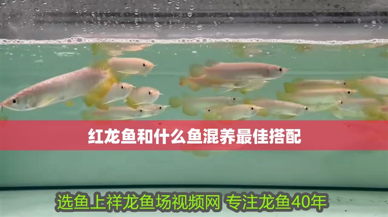 紅龍魚和什么魚混養最佳搭配