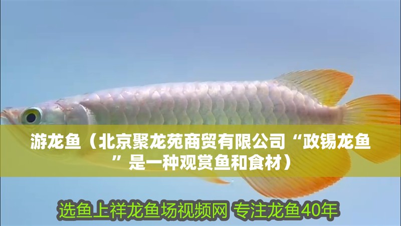 魚缸過濾器選購指南:自制魚缸過濾器魚缸上置過濾器對于養魚愛好者的必備知識 游龍魚(北京聚龍苑商貿有限公司“政錫龍魚”是一種觀賞魚和食材) 龍魚百科 游龍魚(北京聚龍苑商貿有限公司“政錫龍魚”是一種觀賞魚和食材) 游龍魚(北京聚龍苑商貿有限公司“政錫龍魚”是一種觀賞魚和食材) 龍魚百科