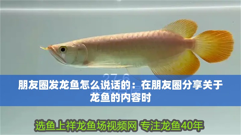 朋友圈發龍魚怎么說話的：在朋友圈分享關于龍魚的內容時