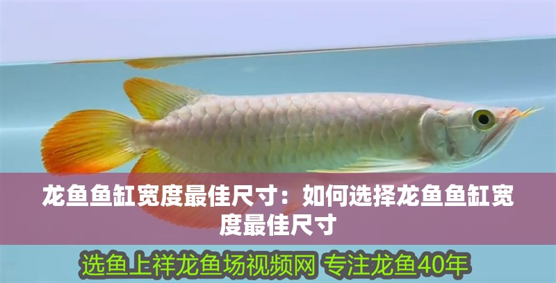 龍魚魚缸寬度最佳尺寸：如何選擇龍魚魚缸寬度最佳尺寸