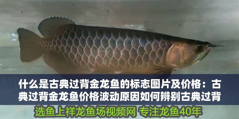 什么是古典過背金龍魚的標志圖片及價格：古典過背金龍魚價格波動原因如何辨別古典過背金龍魚真偽