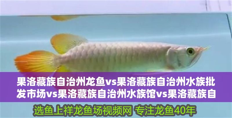 果洛藏族自治州龍魚(yú)vs果洛藏族自治州水族批發(fā)市場(chǎng)vs果洛藏族自治州水族館vs果洛藏族自治州魚(yú)缸批發(fā)市場(chǎng)vs祥龍魚(yú)場(chǎng)：果洛藏族自治州水族館vs果洛藏族自治州水族批發(fā)市場(chǎng)vs祥龍魚(yú)場(chǎng)