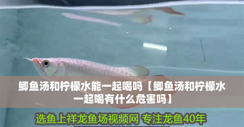 魚缸用增氧泵價格是多少:魚缸增氧機(jī)-xtrac增氧機(jī)-xtrac增氧機(jī) 鯽魚湯和檸檬水能一起喝嗎【鯽魚湯和檸檬水一起喝有什么危害嗎】 龍魚論壇 鯽魚湯和檸檬水能一起喝嗎【鯽魚湯和檸檬水一起喝有什么危害嗎】 鯽魚湯和檸檬水能一起喝嗎【鯽魚湯和檸檬水一起喝有什么危害嗎】 龍魚論壇