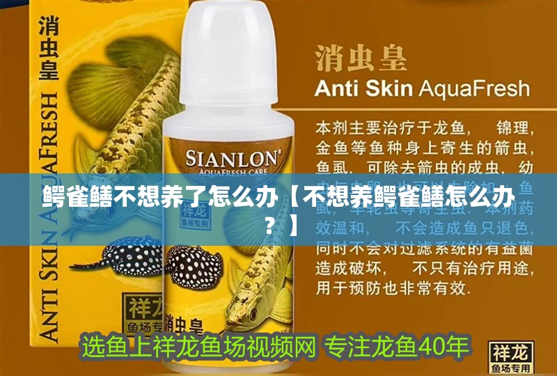 鱷雀鱔不想養了怎么辦【不想養鱷雀鱔怎么辦？】 鱷雀鱔不想養了怎么辦【不想養鱷雀鱔怎么辦？】 龍魚論壇
