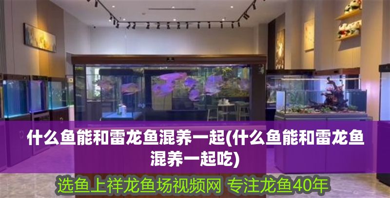 什么魚能和雷龍魚混養一起(什么魚能和雷龍魚混養一起吃) 什么魚能和雷龍魚混養一起(什么魚能和雷龍魚混養一起吃) 錦鯉魚百科 第1張