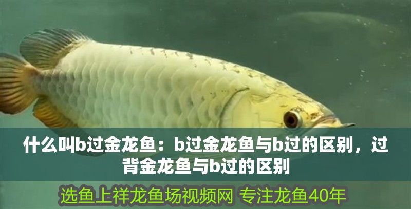 什么叫b過金龍魚：b過金龍魚與b過的區別，過背金龍魚與b過的區別 什么叫b過金龍魚：b過金龍魚與b過的區別，過背金龍魚與b過的區別 龍魚百科