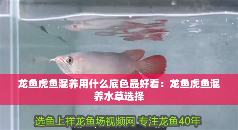 龍魚虎魚混養用什么底色最好看：龍魚虎魚混養水草選擇