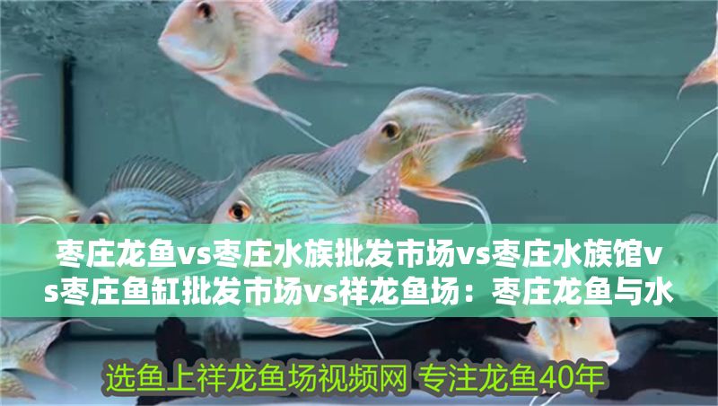 棗莊龍魚vs棗莊水族批發市場vs棗莊水族館vs棗莊魚缸批發市場vs祥龍魚場：棗莊龍魚與水族市場競爭激烈 棗莊龍魚vs棗莊水族批發市場vs棗莊水族館vs棗莊魚缸批發市場vs祥龍魚場：棗莊龍魚與水族市場競爭激烈 祥龍魚場各市分站 第2張