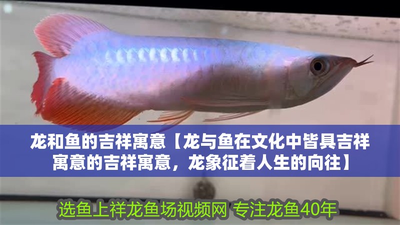 龍和魚的吉祥寓意【龍與魚在文化中皆具吉祥寓意的吉祥寓意，龍象征著人生的向往】