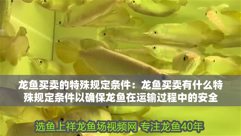 龍魚買賣的特殊規(guī)定條件：龍魚買賣有什么特殊規(guī)定條件以確保龍魚在運輸過程中的安全 龍魚買賣的特殊規(guī)定條件：龍魚買賣有什么特殊規(guī)定條件以確保龍魚在運輸過程中的安全 龍魚百科