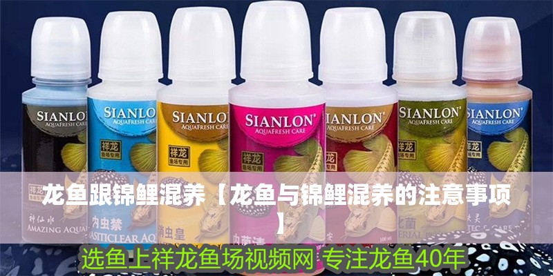 龍魚跟錦鯉混養【龍魚與錦鯉混養的注意事項】 龍魚跟錦鯉混養【龍魚與錦鯉混養的注意事項】 龍魚百科
