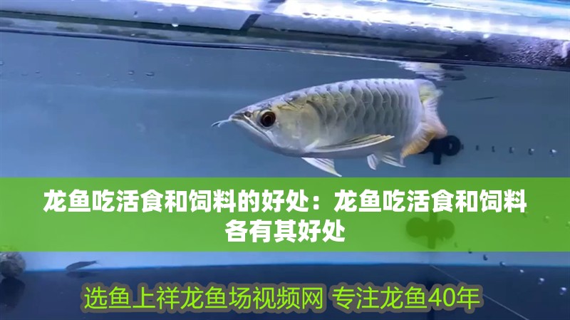 龍魚吃活食和飼料的好處：龍魚吃活食和飼料各有其好處