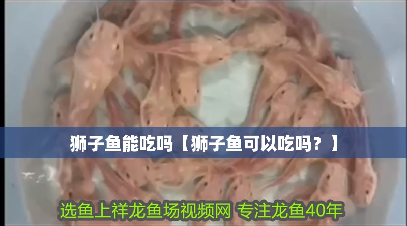 獅子魚能吃嗎【獅子魚可以吃嗎？】 獅子魚能吃嗎【獅子魚可以吃嗎？】 龍魚論壇