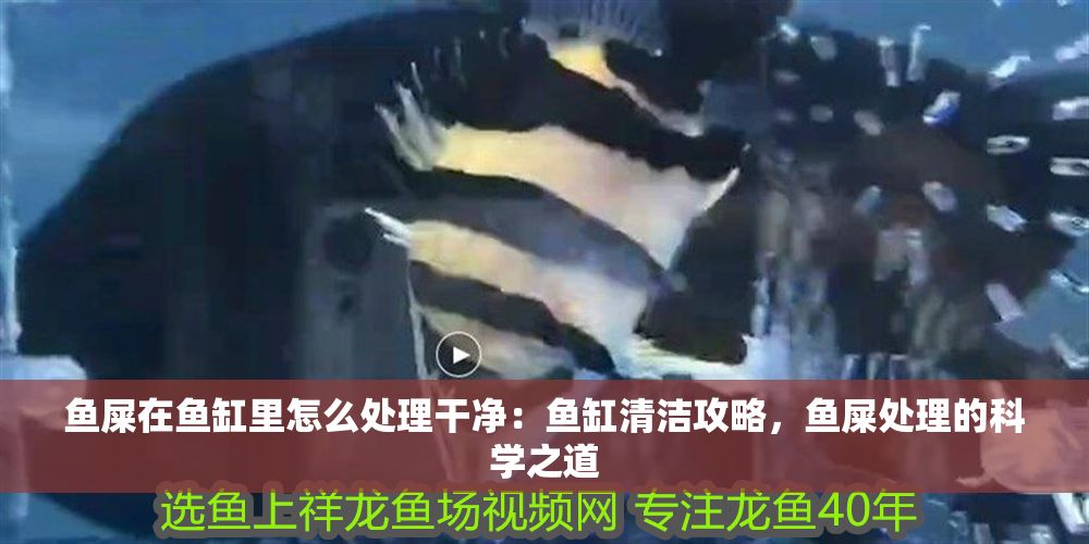 魚屎在魚缸里怎么處理干凈：魚缸清潔攻略，魚屎處理的科學(xué)之道