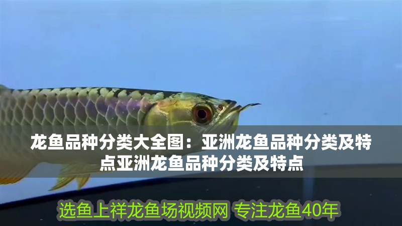 龍魚品種分類大全圖：亞洲龍魚品種分類及特點亞洲龍魚品種分類及特點