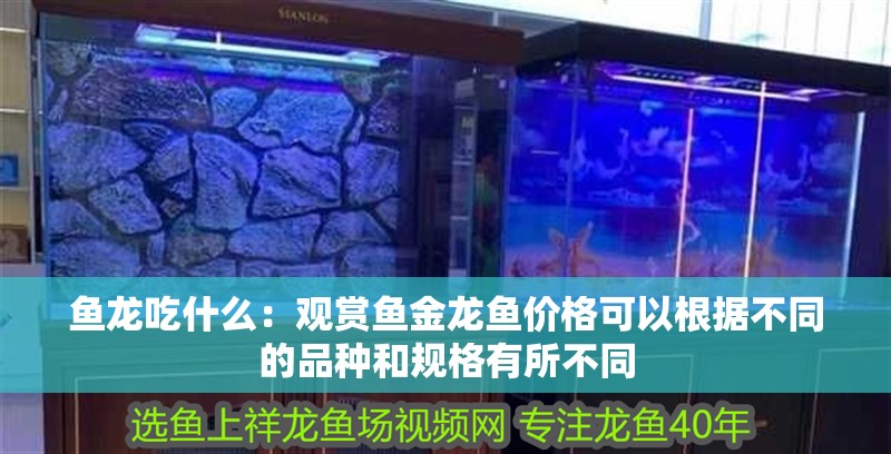 魚龍吃什么：觀賞魚金龍魚價格可以根據不同的品種和規格有所不同 魚龍吃什么：觀賞魚金龍魚價格可以根據不同的品種和規格有所不同 龍魚百科