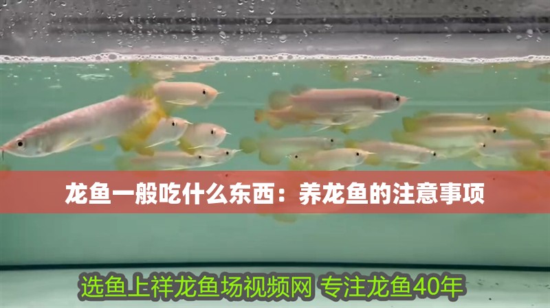龍魚干蝦有營養嗎 龍魚一般吃什么東西:養龍魚的注意事項 龍魚百科 龍魚一般吃什么東西:養龍魚的注意事項 龍魚一般吃什么東西:養龍魚的注意事項 龍魚百科