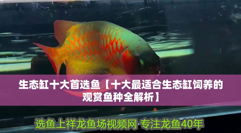 生態(tài)缸十大首選魚【十大最適合生態(tài)缸飼養(yǎng)的觀賞魚種全解析】 生態(tài)缸十大首選魚【十大最適合生態(tài)缸飼養(yǎng)的觀賞魚種全解析】 龍魚論壇