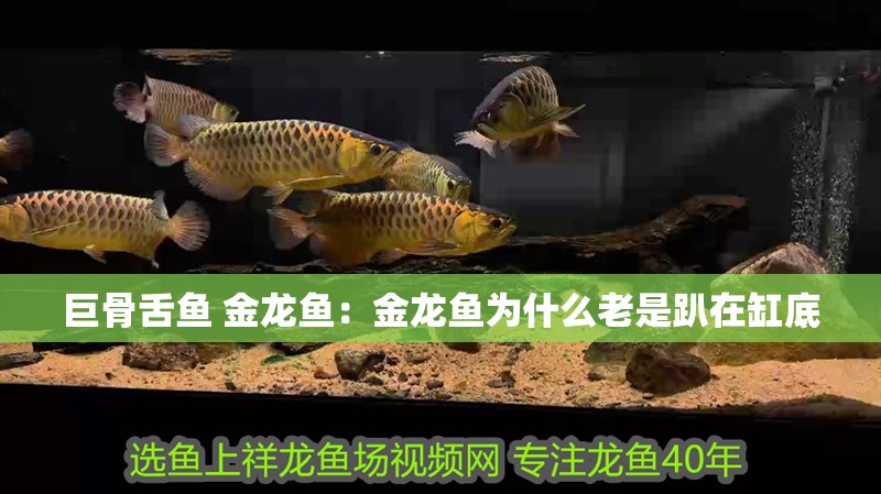 巨骨舌魚 金龍魚：金龍魚為什么老是趴在缸底