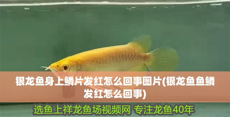 銀龍魚身上鱗片發(fā)紅怎么回事圖片(銀龍魚魚鱗發(fā)紅怎么回事)