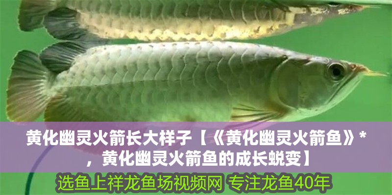 黃化幽靈火箭長大樣子【《黃化幽靈火箭魚》*，黃化幽靈火箭魚的成長蛻變】