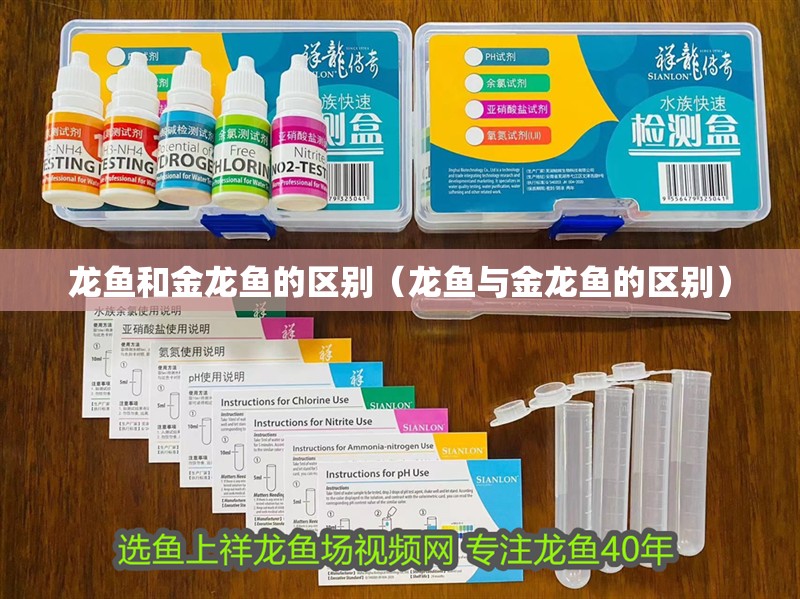龍魚和金龍魚的區別（龍魚與金龍魚的區別）