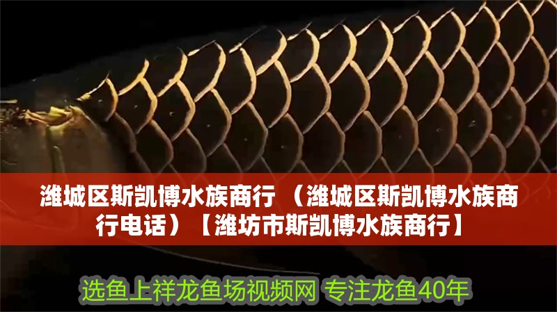 濰城區斯凱博水族商行 （濰城區斯凱博水族商行電話）【濰坊市斯凱博水族商行】