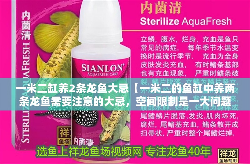 一米二缸養2條龍魚大忌【一米二的魚缸中養兩條龍魚需要注意的大忌，空間限制是一大問題】