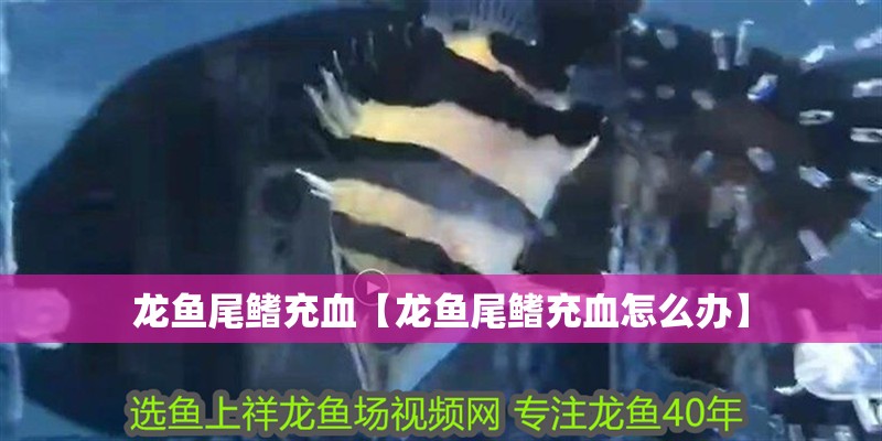 龍魚尾鰭充血【龍魚尾鰭充血怎么辦】 龍魚尾鰭充血【龍魚尾鰭充血怎么辦】 水族問答
