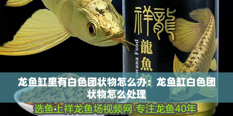 龍魚缸里有白色團狀物怎么辦：龍魚缸白色團狀物怎么處理