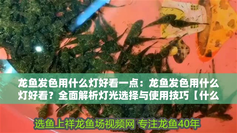 龍魚發(fā)色用什么燈好看一點：龍魚發(fā)色用什么燈好看？全面解析燈光選擇與使用技巧【什么樣的燈光最適合龍魚發(fā)色】 龍魚發(fā)色用什么燈好看一點：龍魚發(fā)色用什么燈好看？全面解析燈光選擇與使用技巧【什么樣的燈光最適合龍魚發(fā)色】 龍魚百科