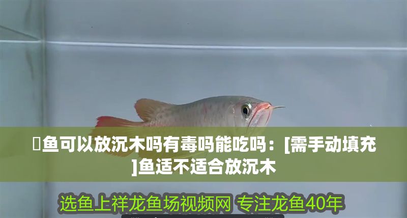 魟魚可以放沉木嗎有毒嗎能吃嗎：[需手動填充]魚適不適合放沉木