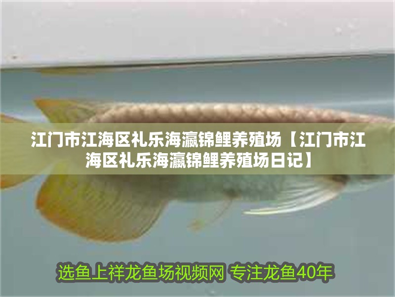 江門市江海區禮樂海瀛錦鯉養殖場【江門市江海區禮樂海瀛錦鯉養殖場日記】