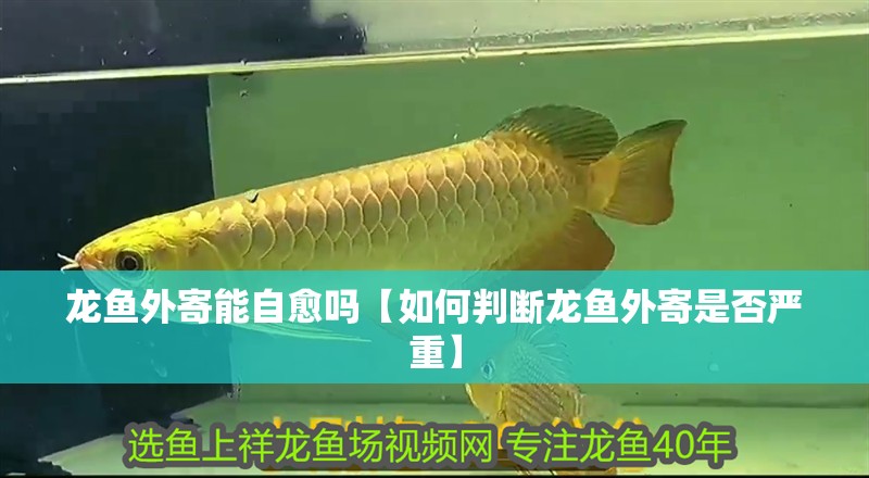 龍魚外寄能自愈嗎【如何判斷龍魚外寄是否嚴(yán)重】 龍魚外寄能自愈嗎【如何判斷龍魚外寄是否嚴(yán)重】 水族問答