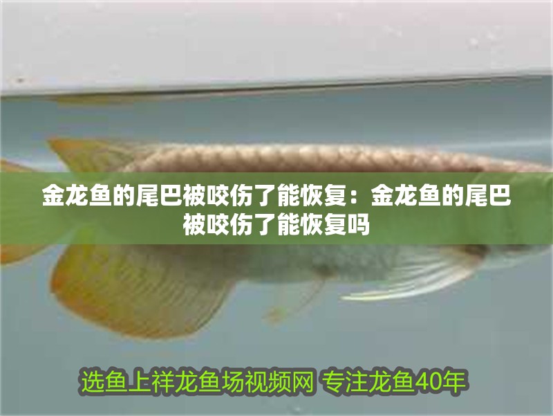 金龍魚的尾巴被咬傷了能恢復：金龍魚的尾巴被咬傷了能恢復嗎