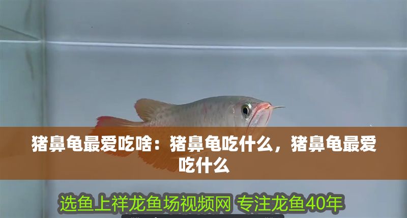 豬鼻龜最愛吃啥：豬鼻龜吃什么，豬鼻龜最愛吃什么