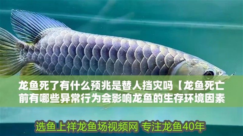 魚缸過濾器選購指南:自制魚缸過濾器魚缸上置過濾器對于養魚愛好者的必備知識 龍魚死了有什么預兆是替人擋災嗎【龍魚死亡前有哪些異常行為會影響龍魚的生存環境因素】 水族問答 龍魚死了有什么預兆是替人擋災嗎【龍魚死亡前有哪些異常行為會影響龍魚的生存環境因素】 龍魚死了有什么預兆是替人擋災嗎【龍魚死亡前有哪些異常行為會影響龍魚的生存環境因素】 水族問答