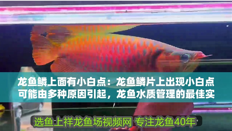龍魚鱗上面有小白點(diǎn)：龍魚鱗片上出現(xiàn)小白點(diǎn)可能由多種原因引起，龍魚水質(zhì)管理的最佳實(shí)踐