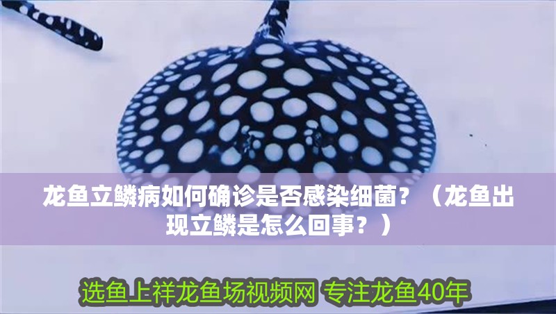 龍魚立鱗病如何確診是否感染細菌？（龍魚出現(xiàn)立鱗是怎么回事？）