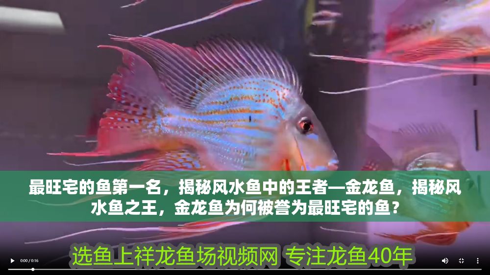 最旺宅的魚第一名，揭秘風水魚中的王者—金龍魚，揭秘風水魚之王，金龍魚為何被譽為最旺宅的魚？ 最旺宅的魚第一名，揭秘風水魚中的王者—金龍魚，揭秘風水魚之王，金龍魚為何被譽為最旺宅的魚？ 龍魚百科 第1張