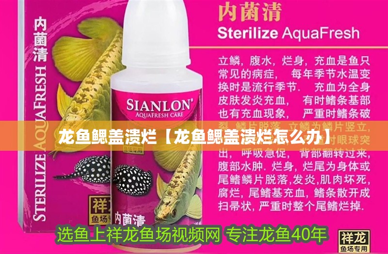 龍魚(yú)鰓蓋潰爛【龍魚(yú)鰓蓋潰爛怎么辦】