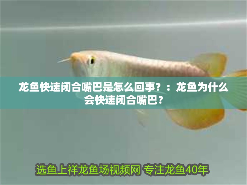 龍魚快速閉合嘴巴是怎么回事？：龍魚為什么會快速閉合嘴巴？