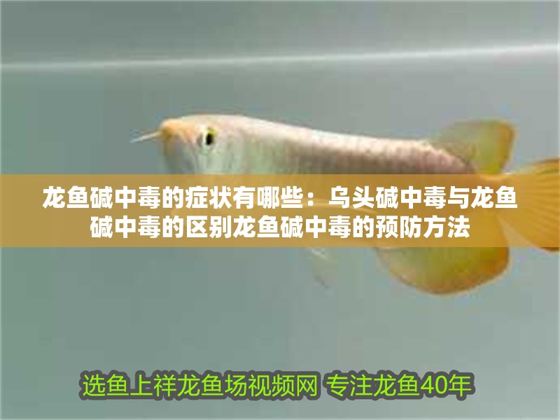 龍魚干蝦有營養嗎 龍魚堿中毒的癥狀有哪些:烏頭堿中毒與龍魚堿中毒的區別龍魚堿中毒的預防方法 龍魚百科 龍魚堿中毒的癥狀有哪些:烏頭堿中毒與龍魚堿中毒的區別龍魚堿中毒的預防方法 龍魚堿中毒的癥狀有哪些:烏頭堿中毒與龍魚堿中毒的區別龍魚堿中毒的預防方法 龍魚百科
