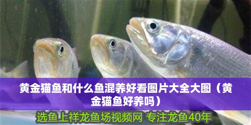 黃金貓魚(yú)和什么魚(yú)混養(yǎng)好看圖片大全大圖（黃金貓魚(yú)好養(yǎng)嗎）