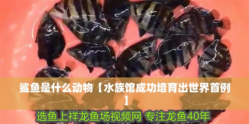 鯊魚是什么動物【水族館成功培育出世界首例】