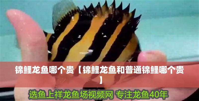 錦鯉龍魚哪個(gè)貴【錦鯉龍魚和普通錦鯉哪個(gè)貴】