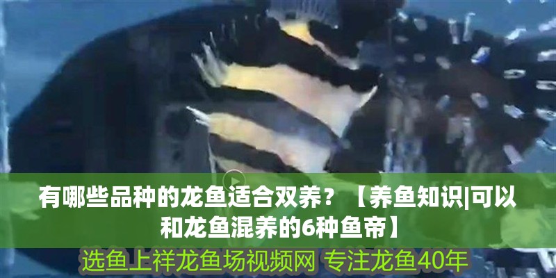 有哪些品種的龍魚適合雙養(yǎng)？【養(yǎng)魚知識|可以和龍魚混養(yǎng)的6種魚帝】